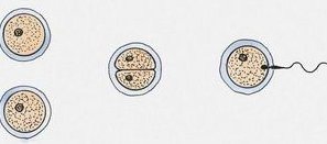 染色体异常试管可以筛选吗？能成功吗成功率多少？